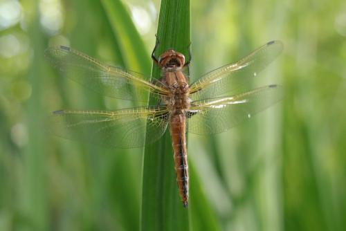Réf. 198 167 : Libellula fulva